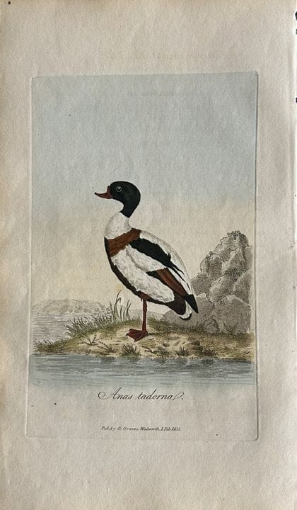 George Graves - Gravure rare représentant le Shiel