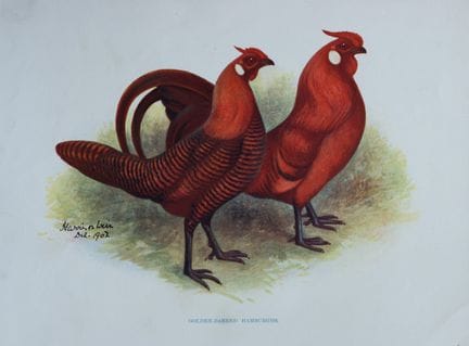 Harrison Weir - Hamburghs à barres dorées, 1902.


