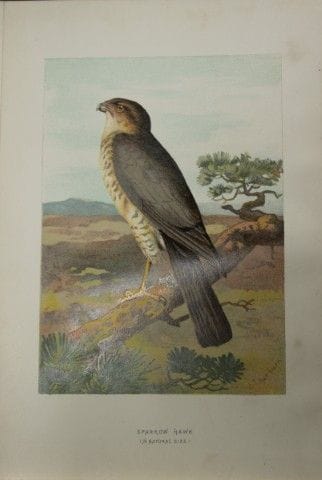 Archibald Thorburn - Épervier, 1883.

Cette planch