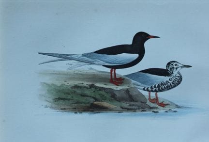 H.L. 迈耶——1857年《银翅黑燕鸥》彩色石版画。

这幅版画出自亨利·伦纳德·迈耶之手，选自威