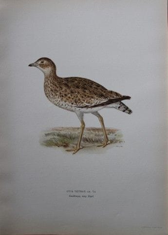 M. von Wright - Lithographie in-folio représentant