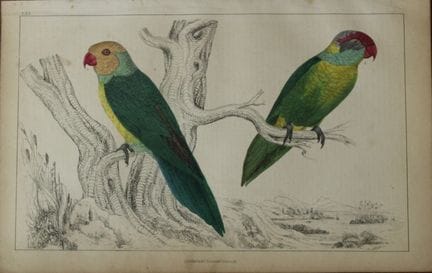奥利弗·戈德史密斯——《鹦鹉》铜版画，1850年。

这幅手工上色的铜版画出自奥利弗·戈德史密斯（1