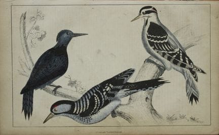 奥利弗·戈德史密斯——《啄木鸟》铜版画，1850年。

这幅手工上色的铜版画出自奥利弗·戈德史密斯（