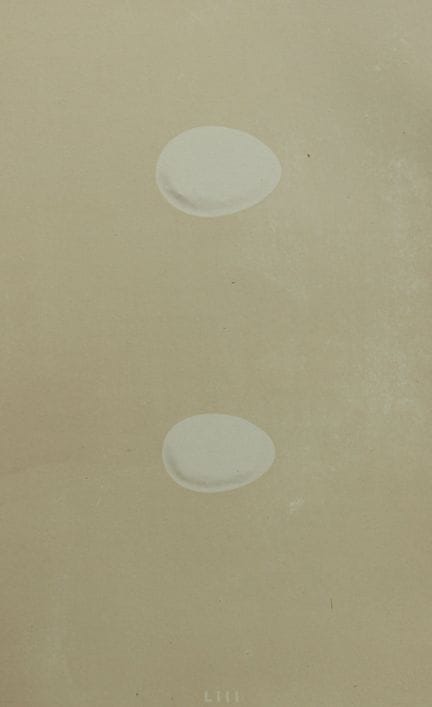 F.O.莫里斯牧师——《黑啄木鸟与绿啄木鸟的卵》古版画，1875年。

这幅古董石版彩印画出自F.O