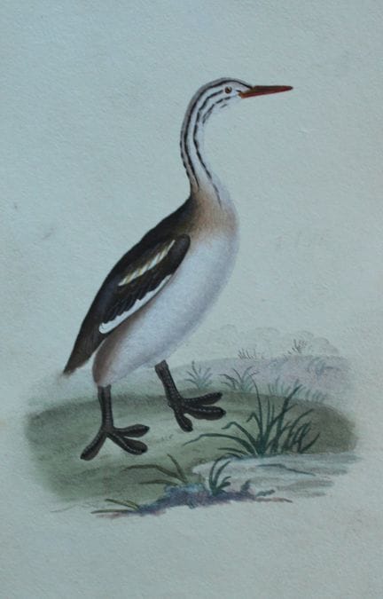 Edward Donovan - Gravure coloriée à la main représ