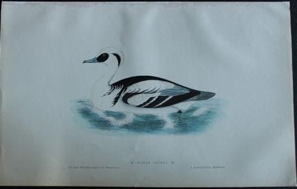 Jean Chenu - Lithographie représentant le harle pi