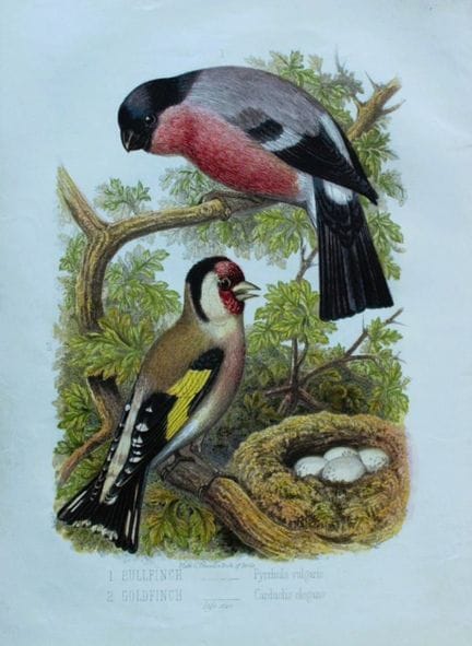 Thomas Rymer Jones - Bullfinch and Goldfinch 1869.