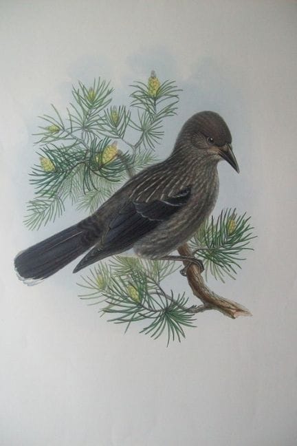 John Gould -  Casse-noisette, tiré de *Birds of Gr