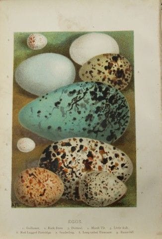 AF Lydon - Œufs d'oiseaux, 1883.

Cette planche ch