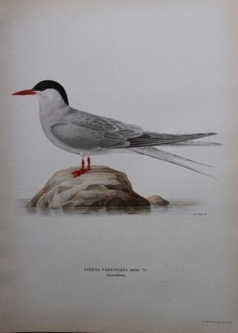 M. von Wright - Lithographie in-folio représentant