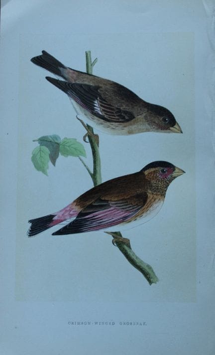 Charles Bree - Gravure coloriée à la main représen