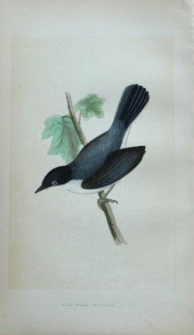 Charles Bree - Gravure coloriée à la main représen