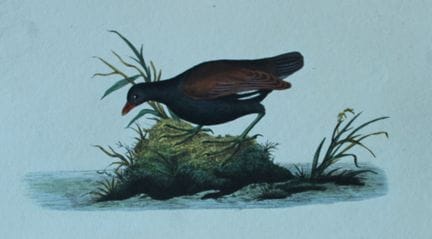 Edward Donovan - Gravure coloriée à la main représ