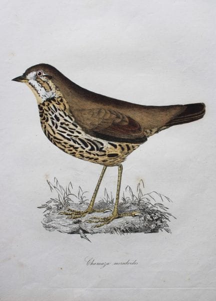 Jardine & Selby - Engraving of Short-tailed Antthr