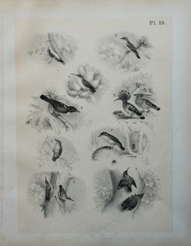 Theodore Jasper - Hoopoe, Thrush, Nuthatch etc 187