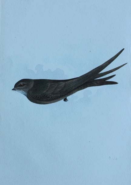 H.L. 迈耶——1857年《雨燕》彩色石版画。

这幅版画出自亨利·伦纳德·迈耶之手，选自威利斯与