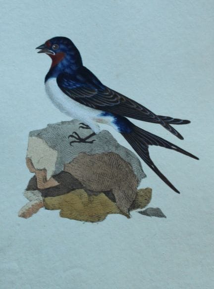 Edward Donovan - Gravure coloriée à la main représ