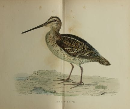 Beverley Morris - Lithographie représentant une gr