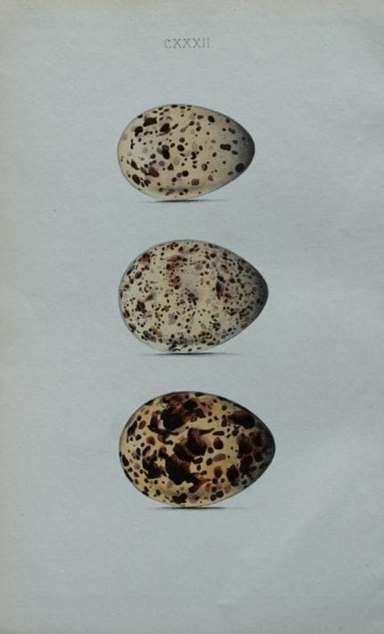 W Hewitson - Hand coloured engraving of Sandwich T