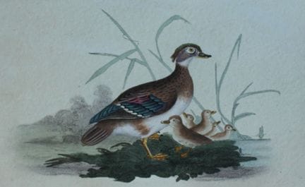 Edward Donovan - Gravure coloriée à la main représ