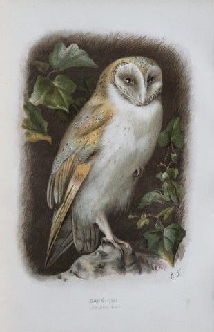 Eliza Turk - Chouette effraie, 1883.

Cette planch