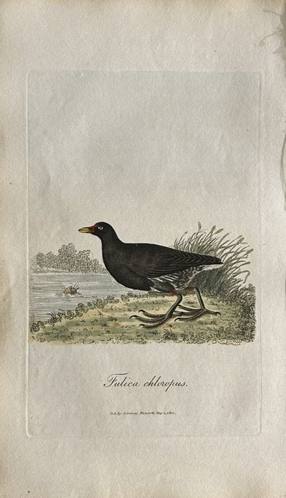 George Graves - Gravure rare représentant la poule