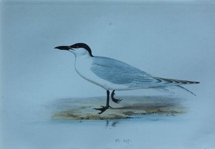 H.L. 迈耶——1857年《鸥嘴燕鸥》彩色石版画。

这幅版画出自亨利·伦纳德·迈耶之手，选自威利