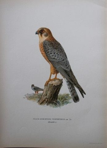M. von Wright - Lithographie in-folio représentant