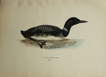 M. von Wright - Lithographie in-folio représentant