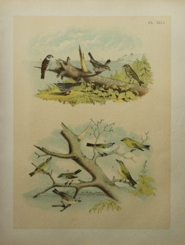 雅各布·斯图德——西奥多·贾斯珀所著《雀科、绿鹟科与麻雀科》（1888年）。

我们非常荣幸能推出这