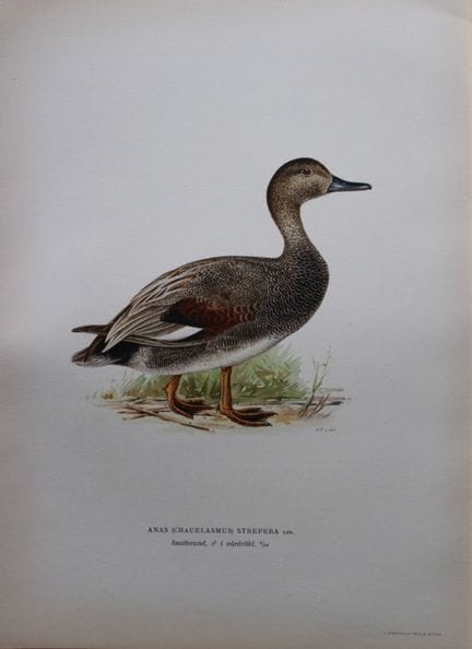 M. von Wright - Lithographie in-folio représentant