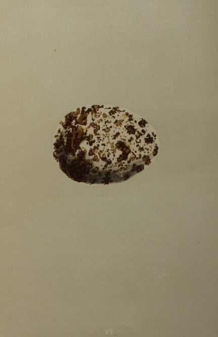 F.O.莫里斯牧师——1875年版《鱼鹰的蛋》古版画。

这幅古色石版彩印画出自F.O.莫里斯牧师所