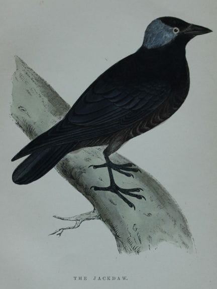 WT Greene - Hand coloured print of Jackdaw 1885.

