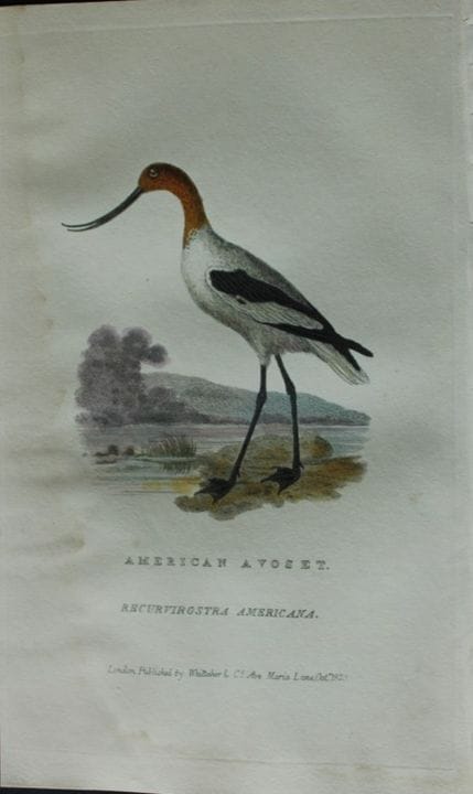 Baron Cuvier - Avoset américain, 1829.

Cette grav