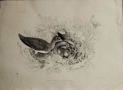 杰米玛·布莱克本夫人——《普通滨鹬》石版画，1862年。

这幅版画出自杰米玛·布莱克本所著《根据自