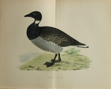 Beverley Morris - Lithographie représentant une oi