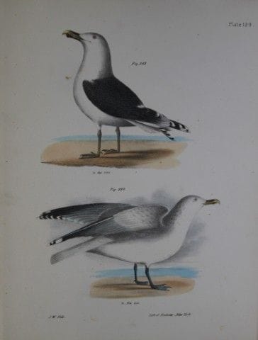 詹姆斯·E·德凯——CXXIX号版画 《大黑背鸥》与《冬鸥》 1844年。

这幅19世纪独具匠心且
