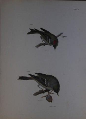 詹姆斯·E·德凯——版画 LV 《食虫莺与蓝翅莺》1844年。

这幅独具匠心且引人注目的19世纪版