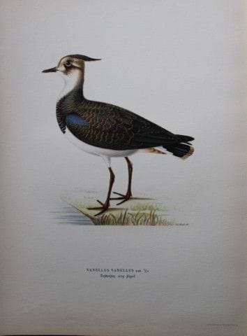M. von Wright - Lithographie in-folio du vanneau h