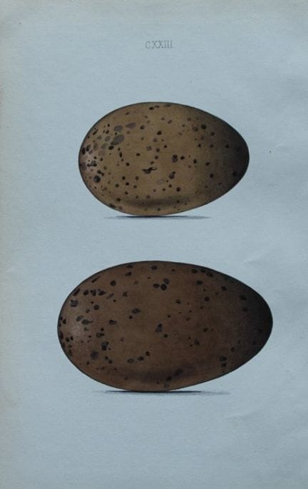 W Hewitson - Hand coloured engraving of Black-thro