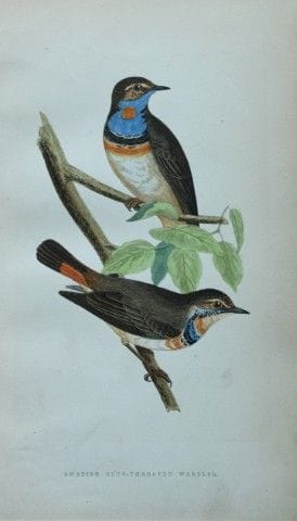 Charles Bree - Gravure coloriée à la main représen