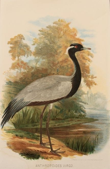 Hume and Marshall - Demoiselle Crane by M Herbert 