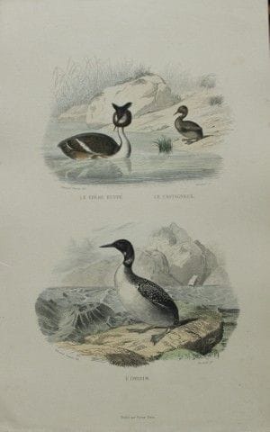 Edouard Travies - Engraving of  Grebe and Loon 183