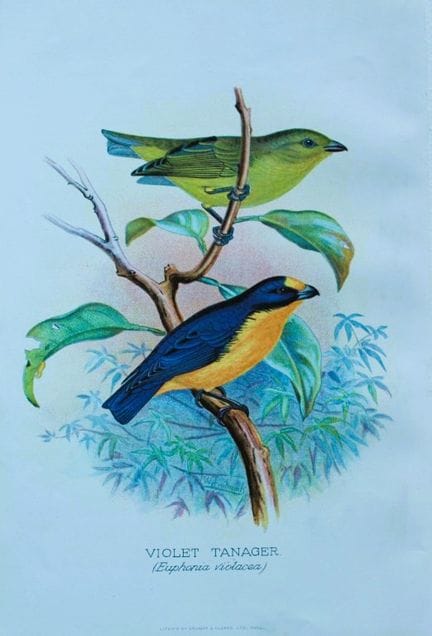 FW Frohawk - Antique print of foreign finches 1899
