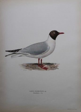 M. von Wright - Lithographie in-folio représentant