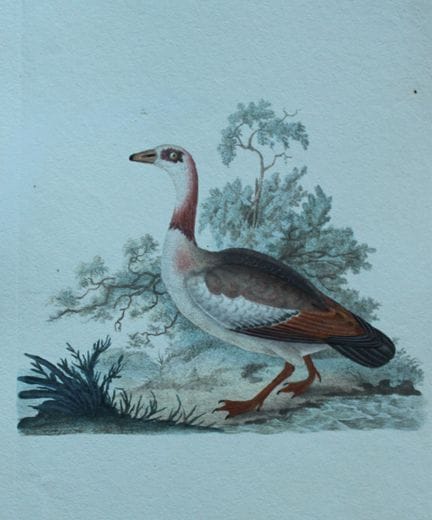 Edward Donovan - Gravure coloriée à la main représ