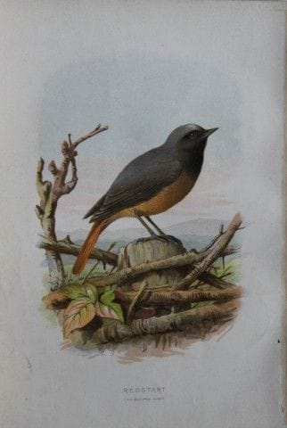 伊莱莎·特克——红尾鸲 1883年。

这幅石版彩印图版出自沃尔特·斯韦斯兰德的《常见的野生鸟类》。