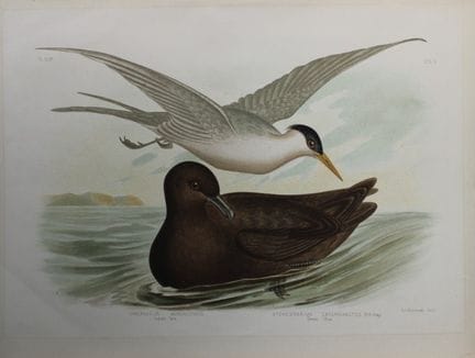 Broinowski - Chromolithographie représentant une s