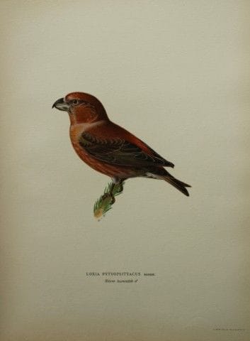 M. von Wright - Lithographie in-folio représentant