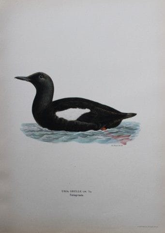 M. von Wright - Lithographie in-folio représentant